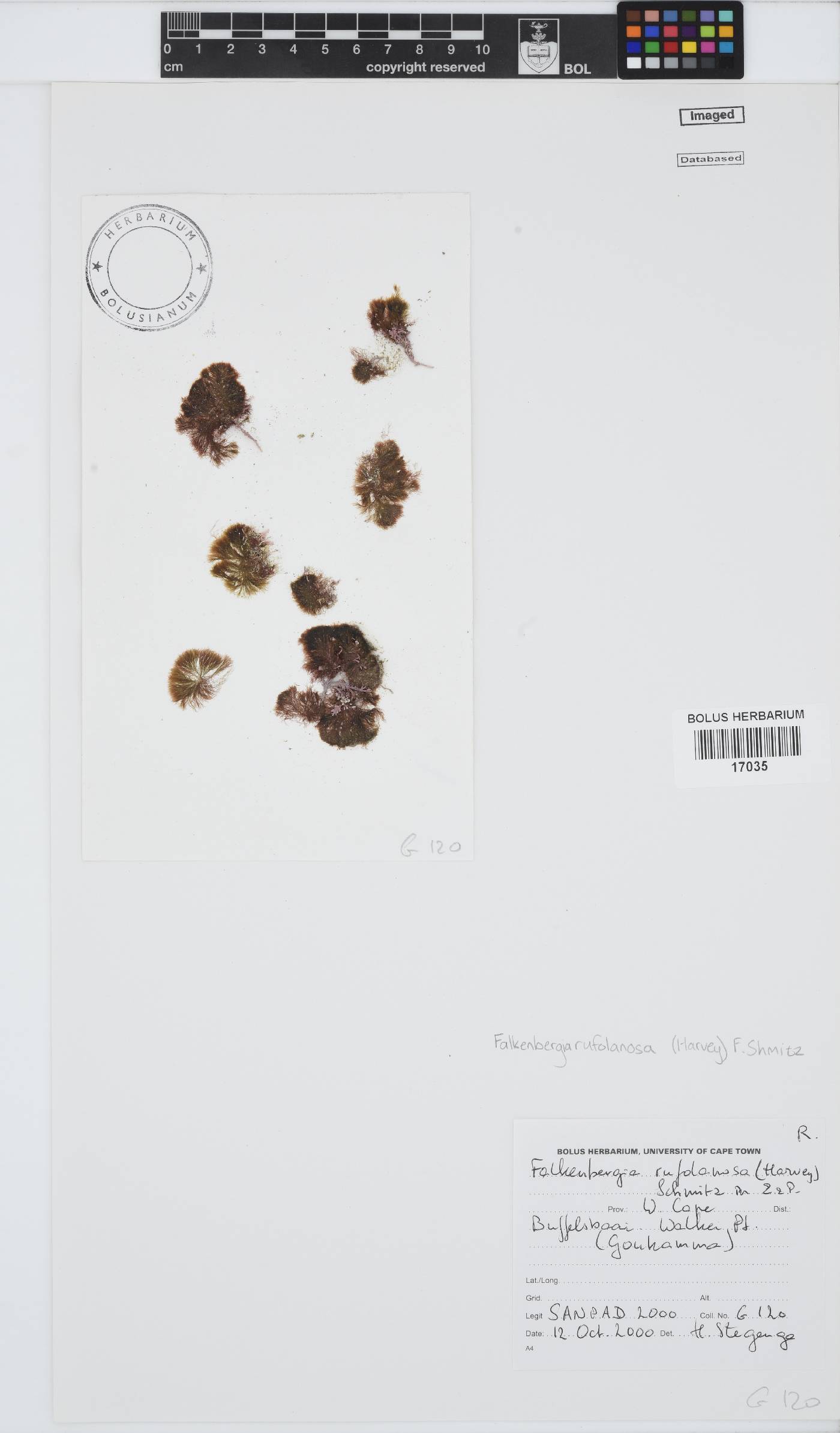 Asparagopsis image