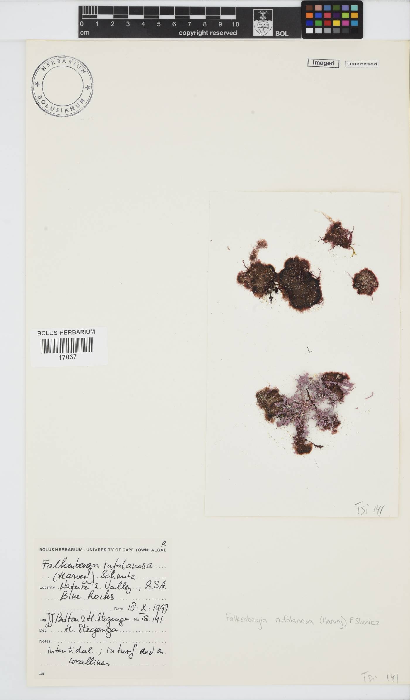 Asparagopsis armata image
