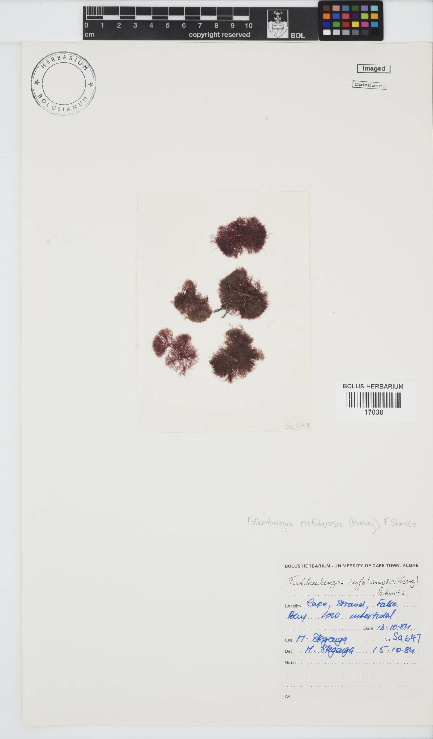 Asparagopsis armata image