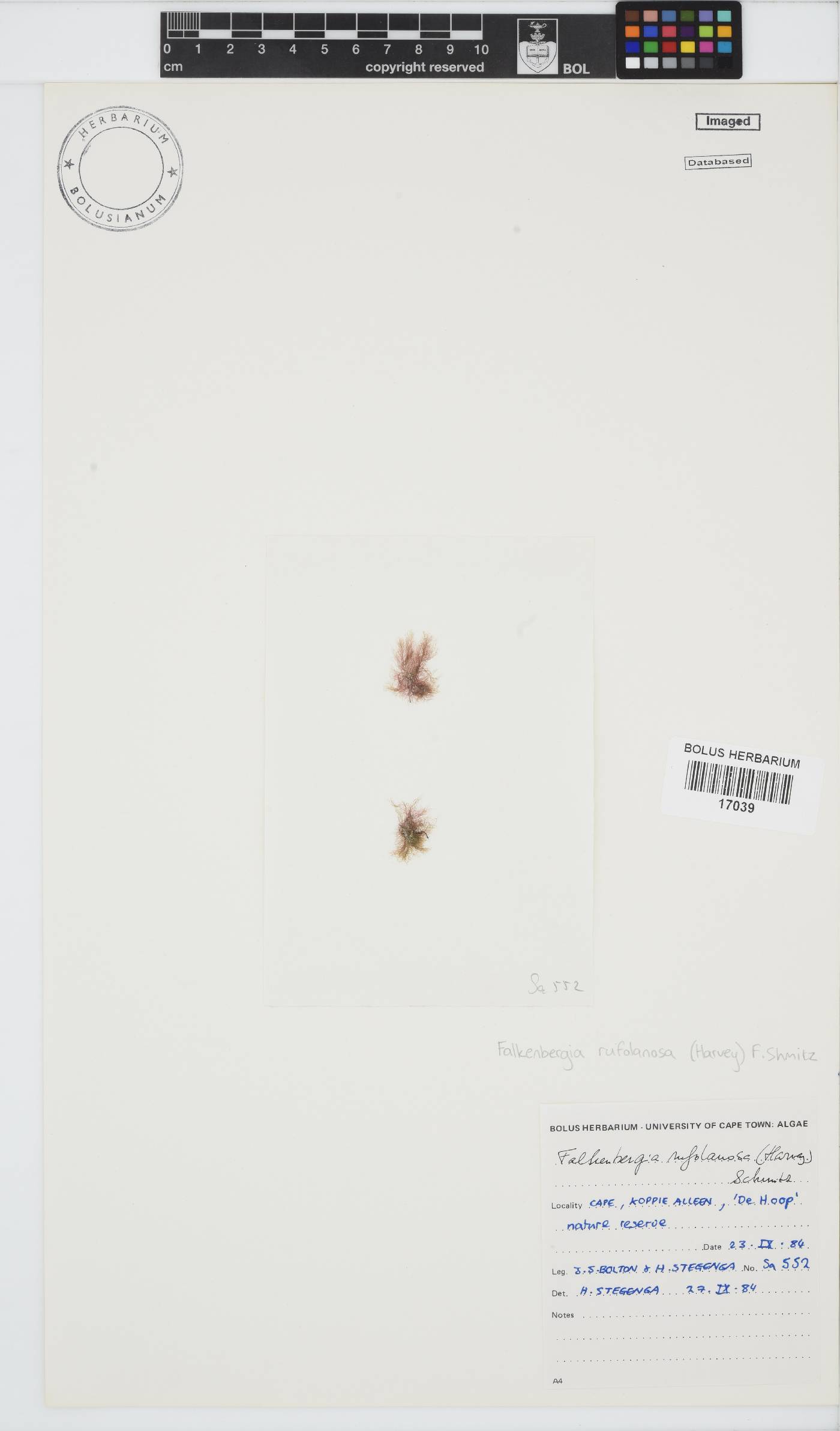 Asparagopsis armata image