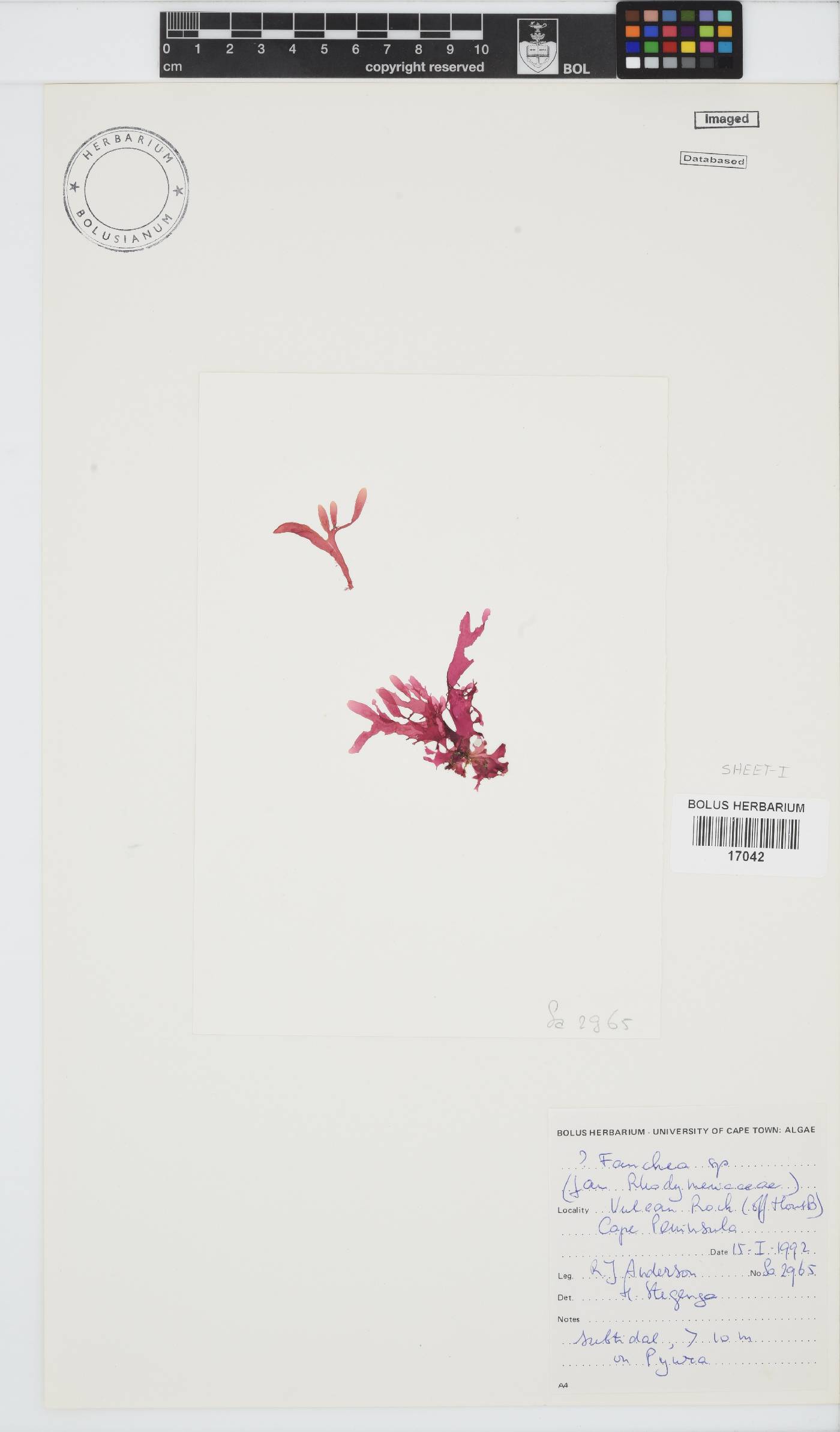Faucheaceae image