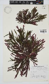Dichotomaria diesingiana image