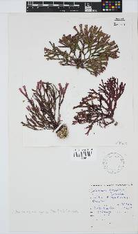 Dichotomaria diesingiana image