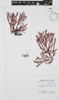 Dichotomaria diesingiana image