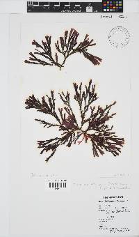 Dichotomaria diesingiana image
