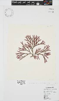 Dichotomaria diesingiana image