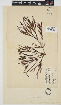 Dichotomaria diesingiana image