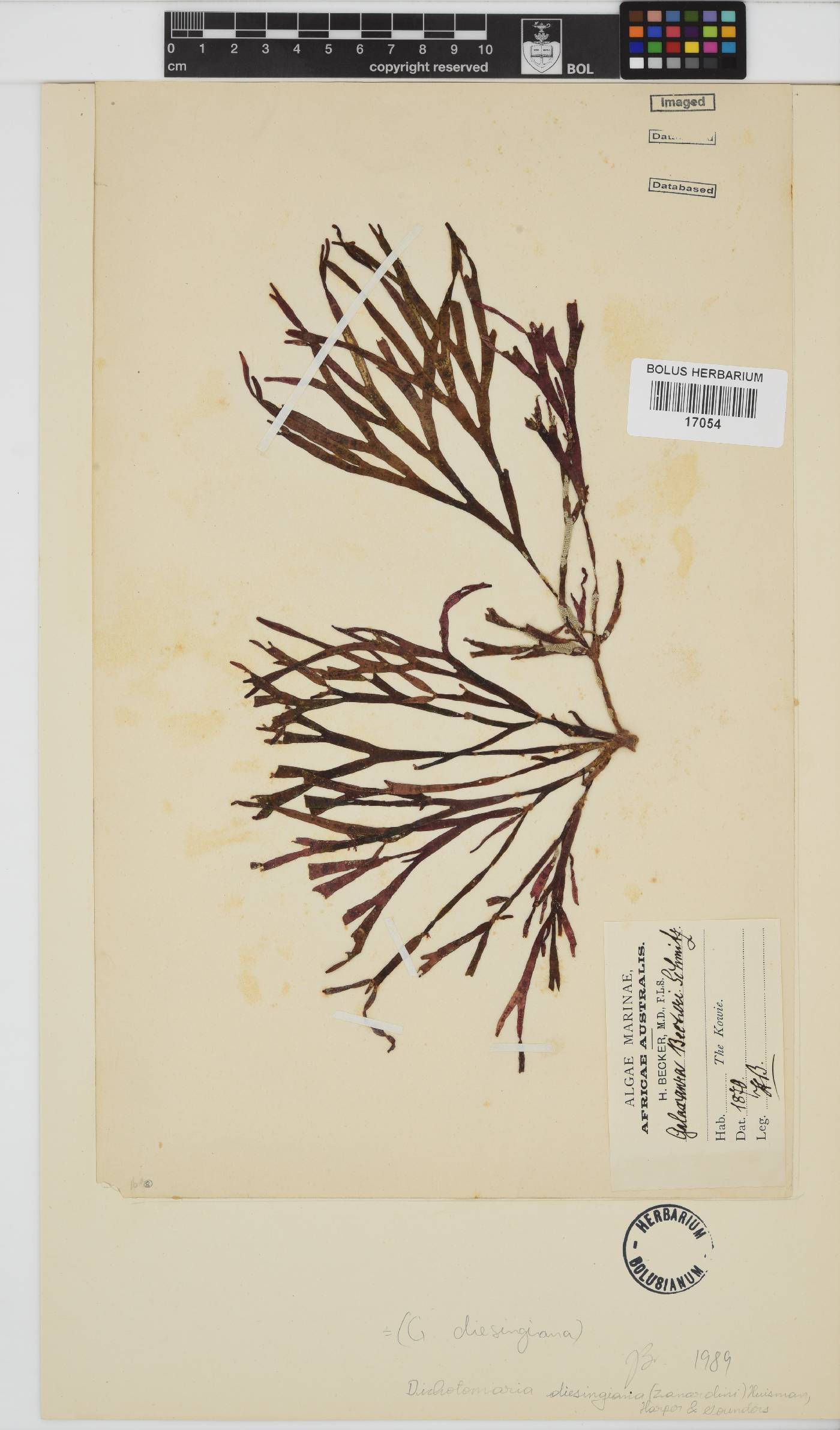 Dichotomaria diesingiana image
