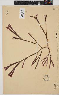 Dichotomaria diesingiana image