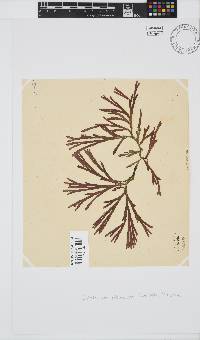 Dichotomaria diesingiana image