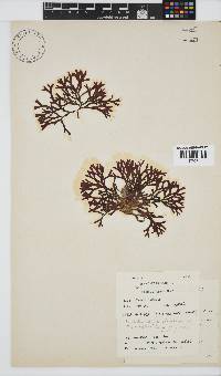 Dichotomaria diesingiana image