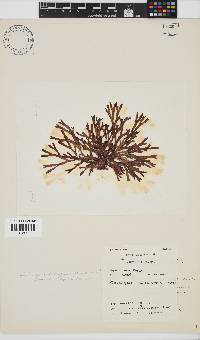 Dichotomaria diesingiana image
