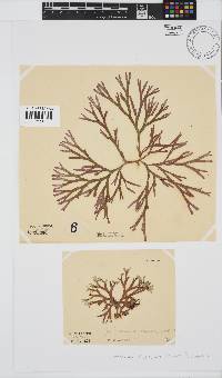 Dichotomaria diesingiana image