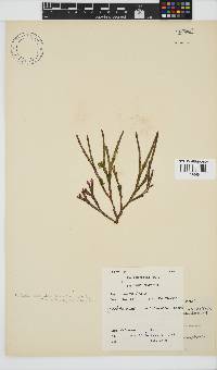 Dichotomaria diesingiana image