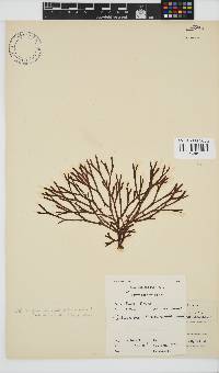 Dichotomaria diesingiana image