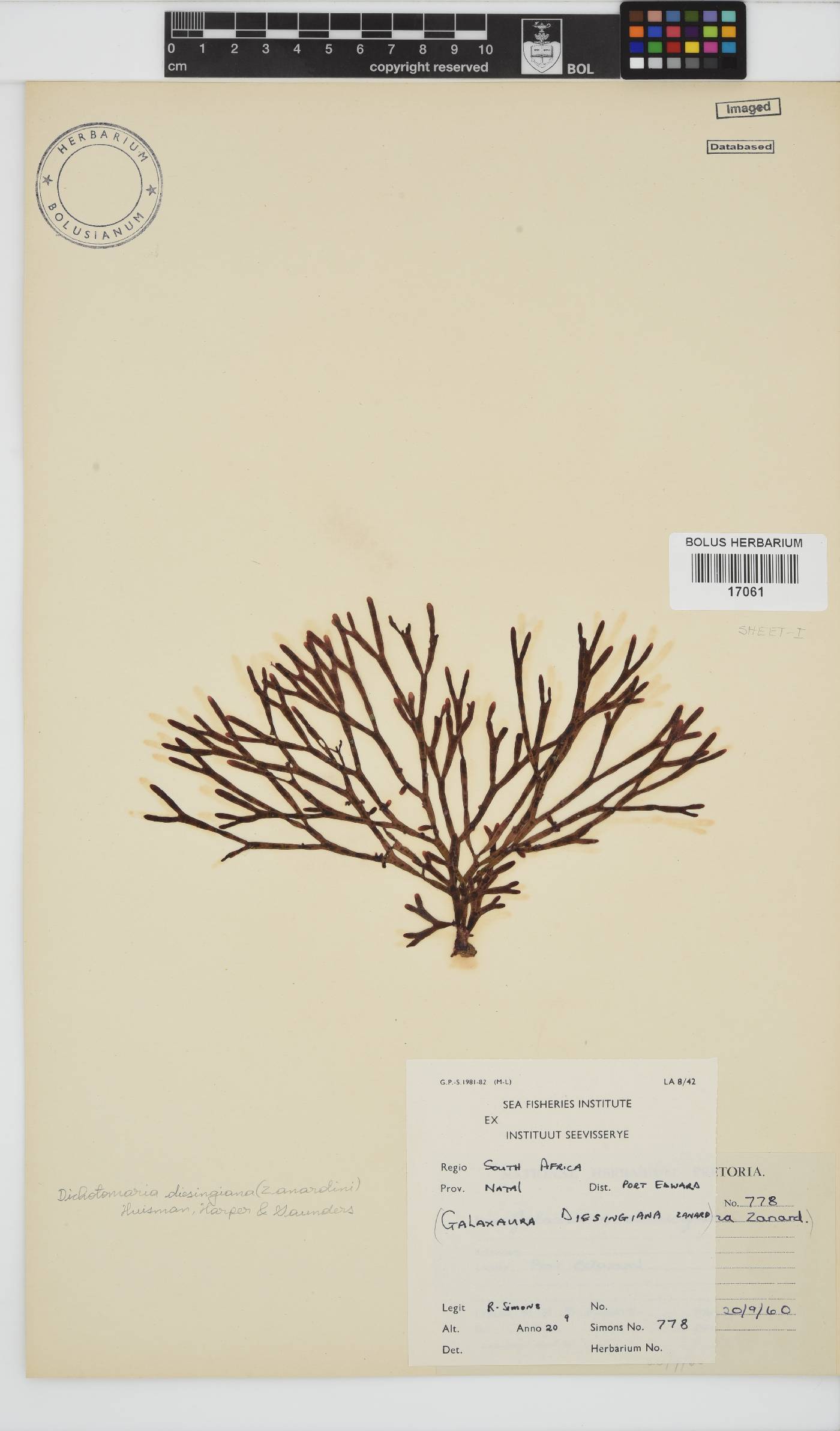 Dichotomaria diesingiana image