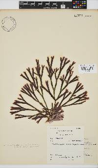 Dichotomaria diesingiana image