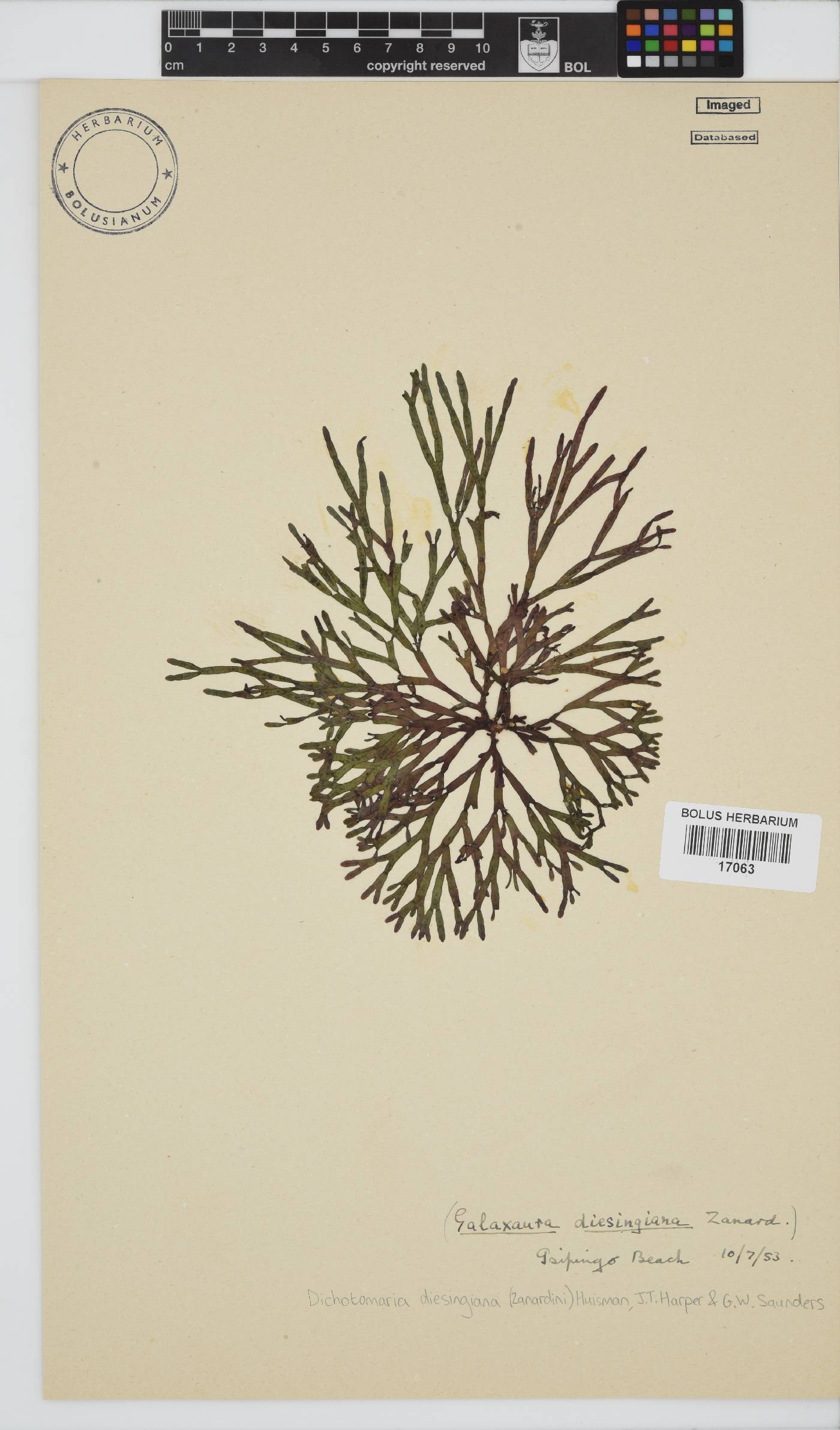 Dichotomaria diesingiana image