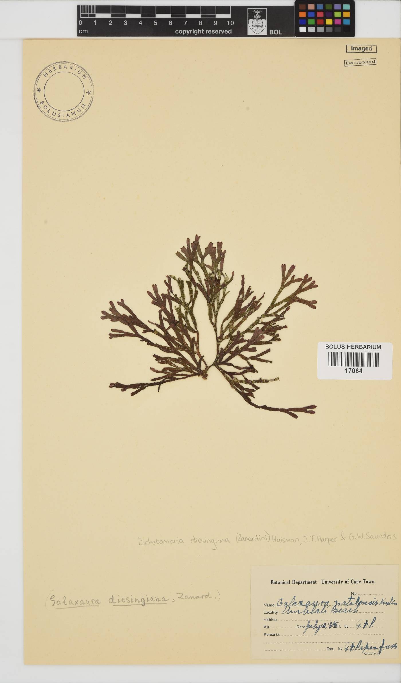 Dichotomaria diesingiana image