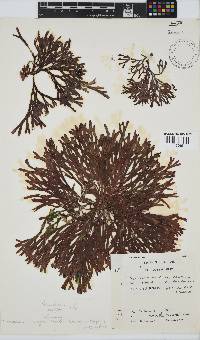 Dichotomaria diesingiana image