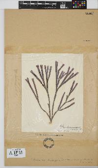 Dichotomaria diesingiana image