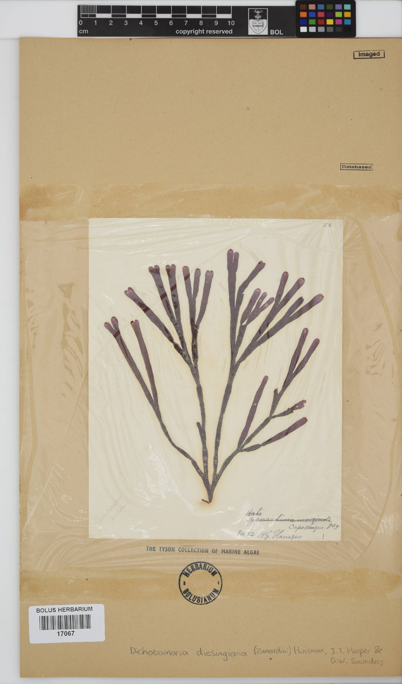 Dichotomaria diesingiana image
