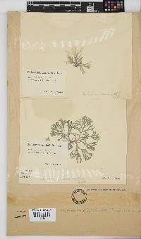 Dichotomaria diesingiana image