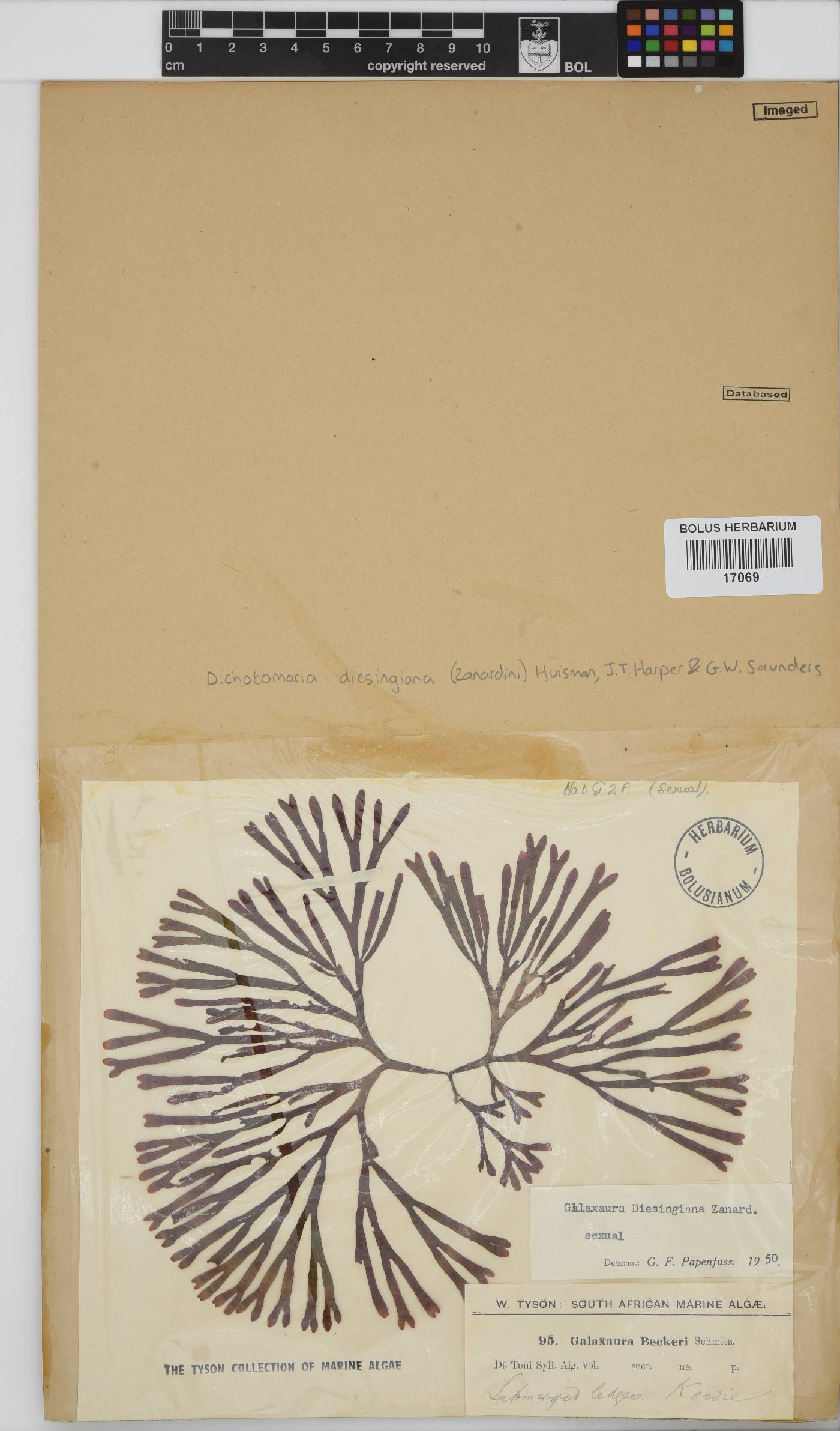 Dichotomaria diesingiana image