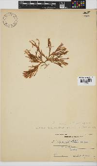 Dichotomaria diesingiana image
