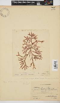 Dichotomaria diesingiana image