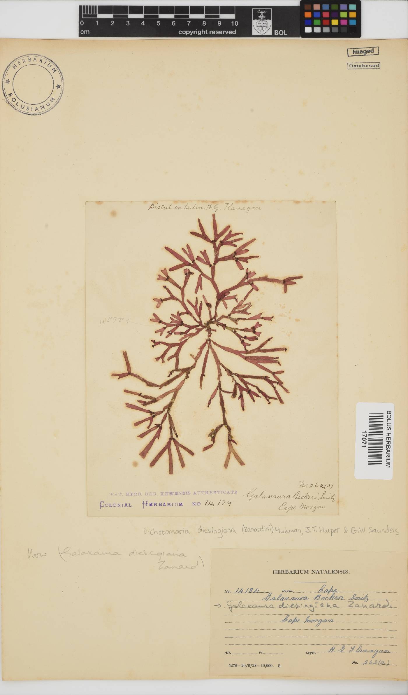 Dichotomaria diesingiana image
