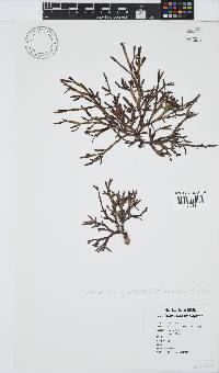 Dichotomaria diesingiana image