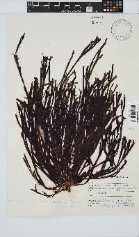 Dichotomaria diesingiana image