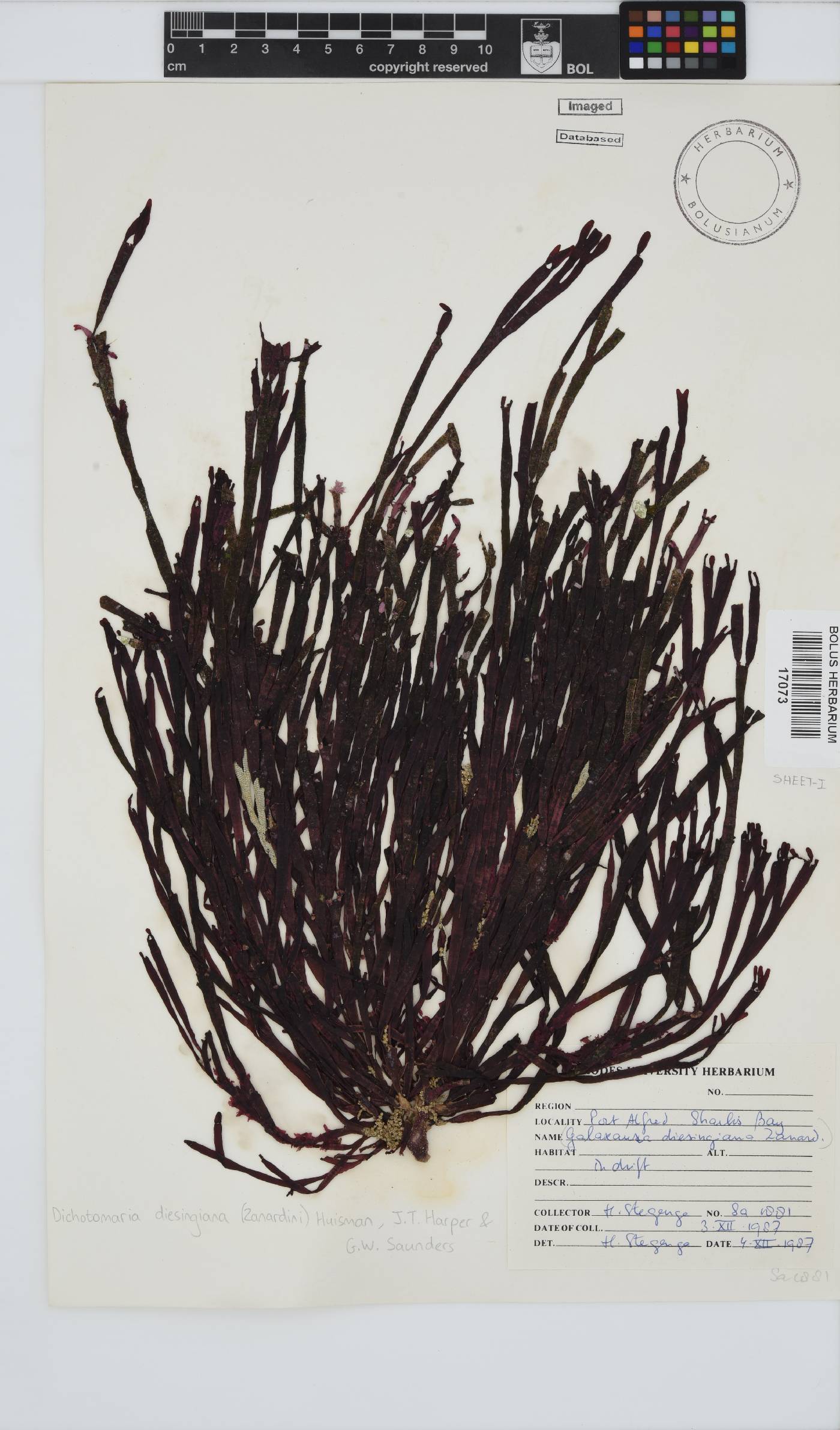 Dichotomaria diesingiana image