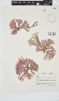 Dichotomaria diesingiana image