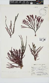 Dichotomaria diesingiana image