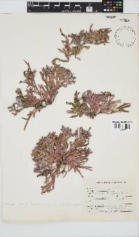 Dichotomaria diesingiana image
