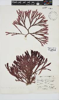 Dichotomaria diesingiana image