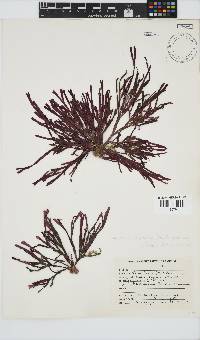 Dichotomaria diesingiana image
