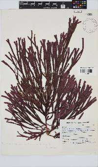 Dichotomaria diesingiana image