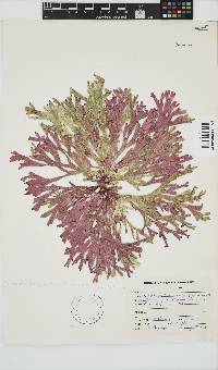 Dichotomaria diesingiana image