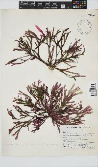 Dichotomaria diesingiana image