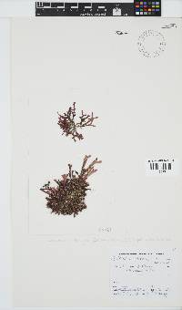 Dichotomaria diesingiana image