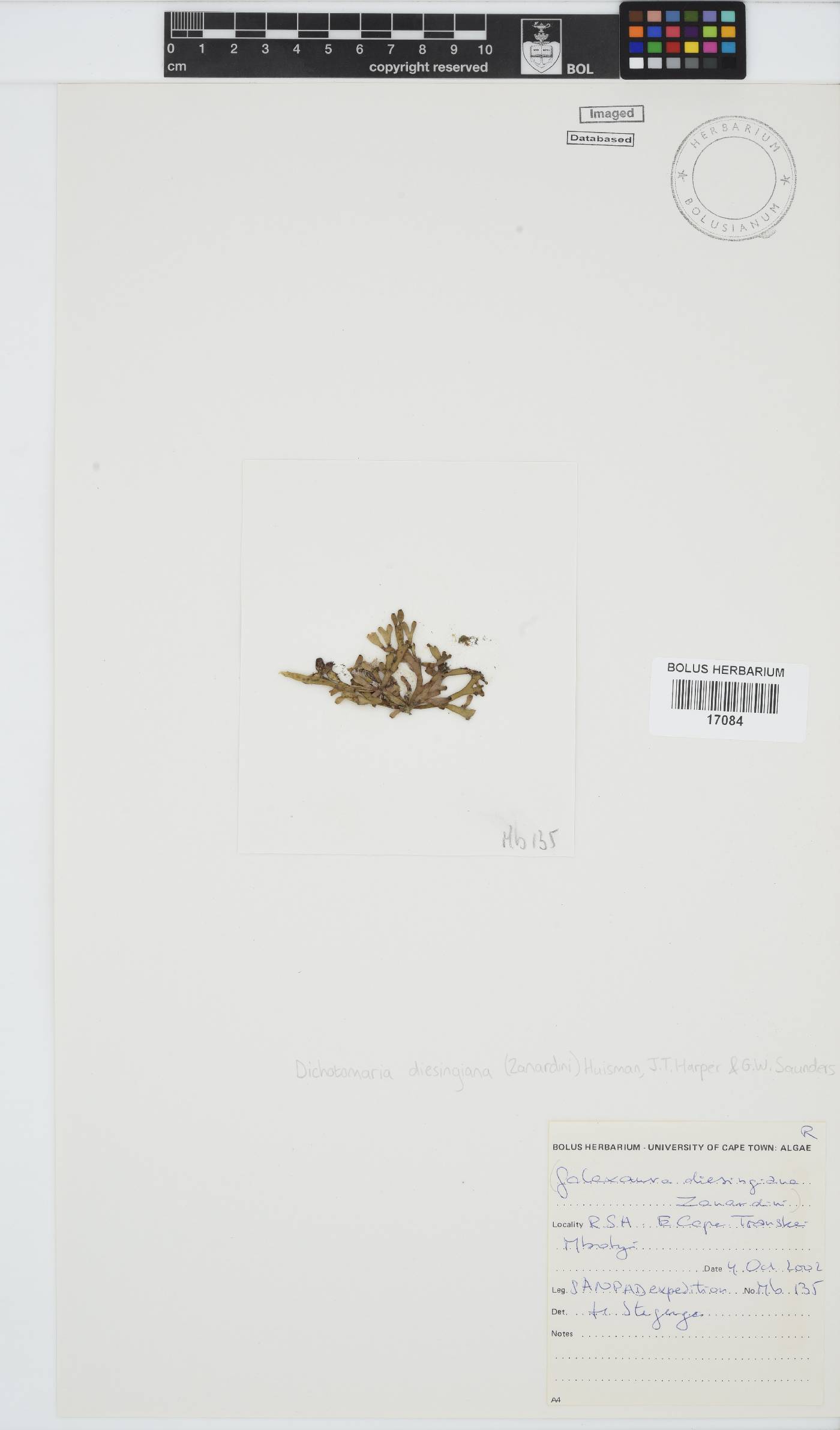 Dichotomaria image