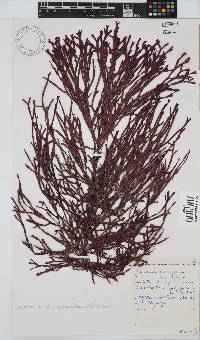 Dichotomaria diesingiana image