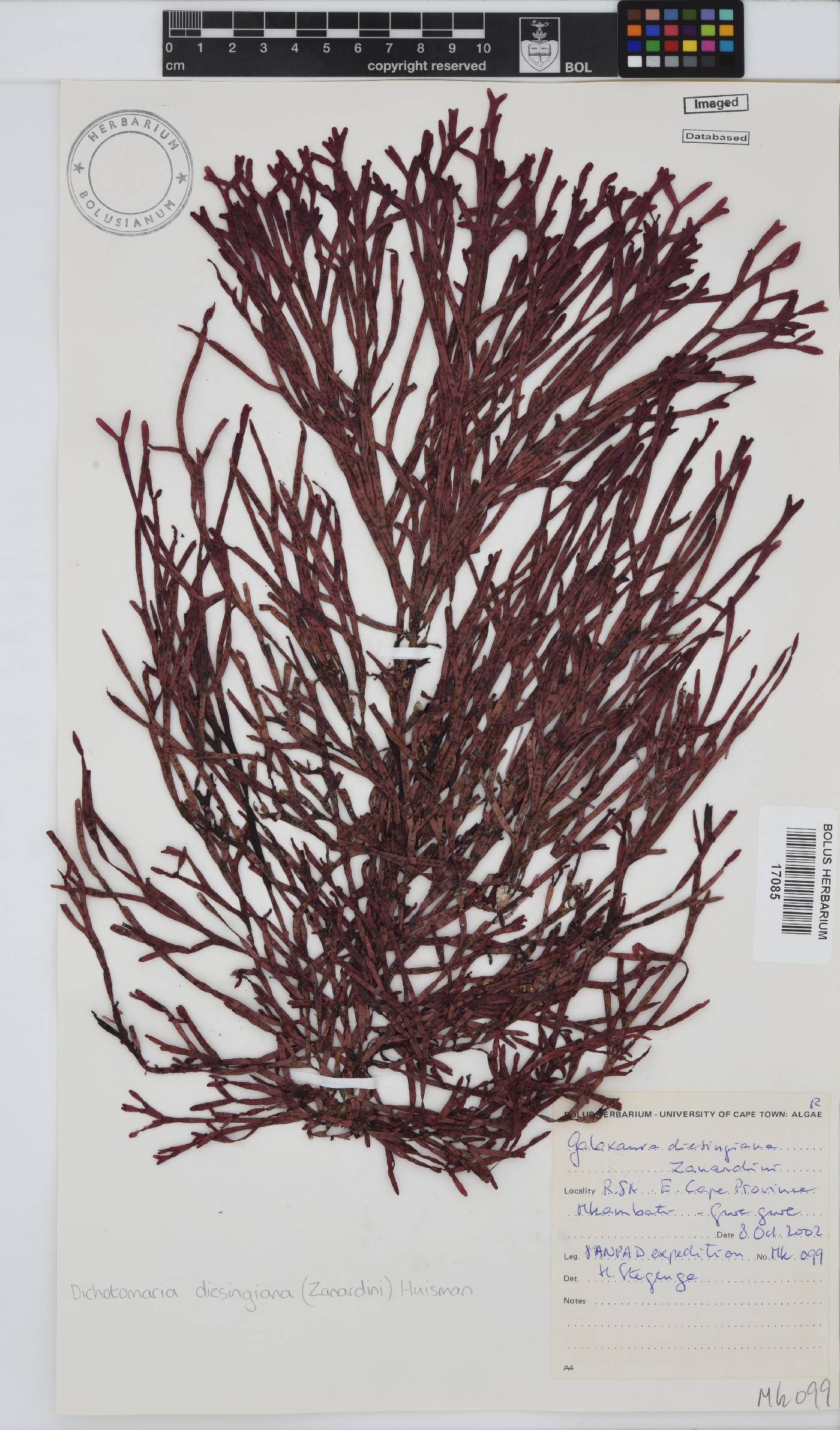 Dichotomaria diesingiana image