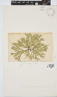 Dichotomaria diesingiana image