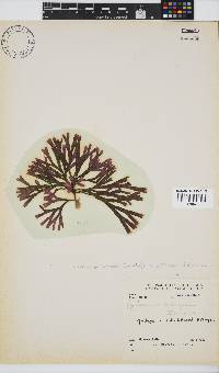 Dichotomaria diesingiana image