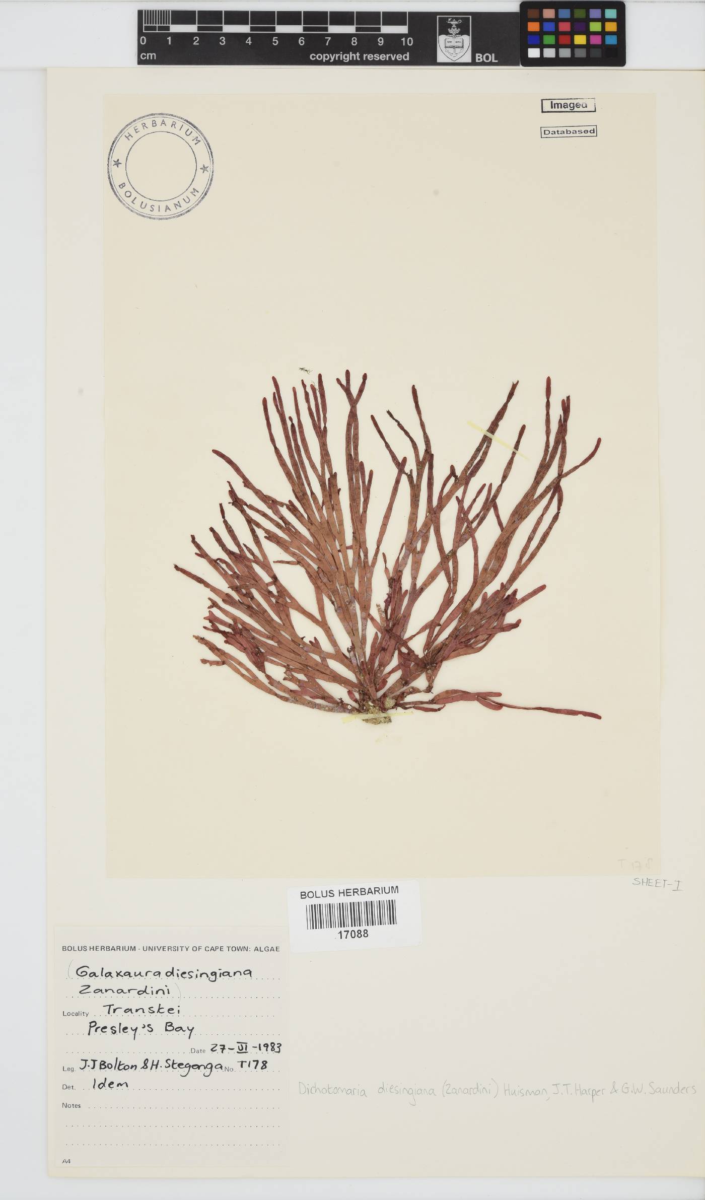 Dichotomaria diesingiana image