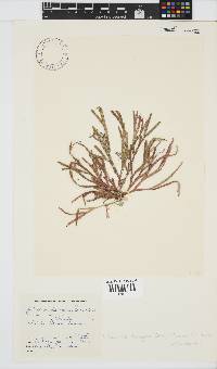 Dichotomaria diesingiana image